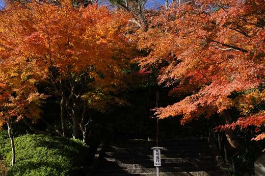 121207長谷寺紅葉