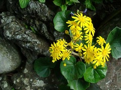 101107���ܱ��ĥ�֥�