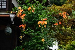 120715��¢���Υ����󥫥���