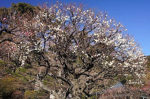 150129Ĺë������