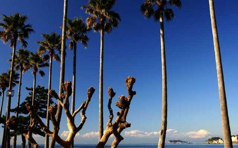 100109逗子マリーナ1