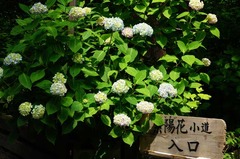 120601御霊神社アジサイ1