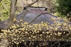 090318�߳л��ߥĥޥ�