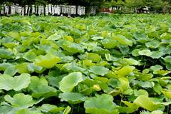 090704��ʿ�ӥϥ�