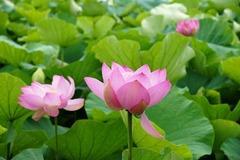 120713��ʿ�ӥϥ���