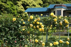 110514ʸ�شۥХ�2