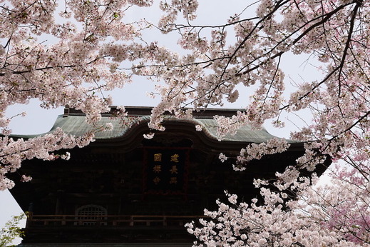 210330建長寺サクラ3