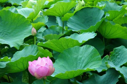 110709��ʿ�ӥϥ�2