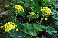 111029���ܱ��ĥ�֥�