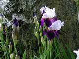 060513�ܳл��ϥʥ��祦��