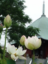 050702�ܳл��ϥ�