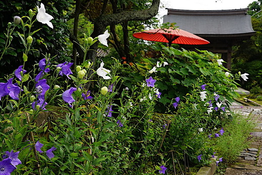 200723海蔵寺キキョウ2