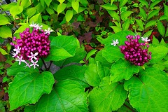 240625�繪�����ޥ��Υ�����