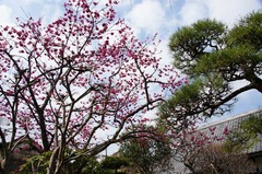 130317¸÷¾È»û¥«¥ó¥Ò¥¶¥¯¥é