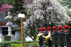 140223常立寺シダレウメ2