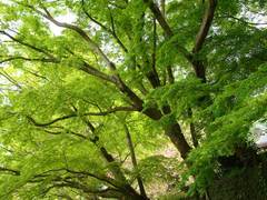 100421��Ĺ������