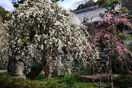 190222常立寺シダレウメ