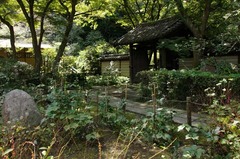 120906瑞泉寺シュウメイギク