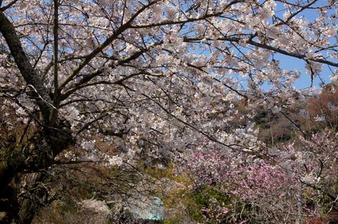 110406光則寺サクラ