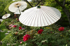 080423Ĺë���ܥ���