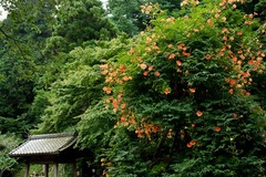 100711̯ËÜ»û¥Î¥¦¥¼¥ó¥«¥º¥é