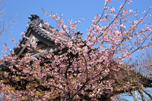 160228本覚寺カワヅザクラ