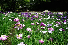 200608明月院ハナショウブ2