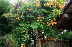 110709�ܳл��Υ����󥫥���