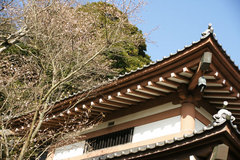 081230長谷寺十月桜