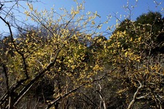 110119��������Х�