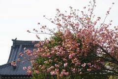 090412��Ĺ���䥨������