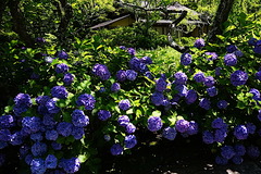 200624東慶寺アジサイ4