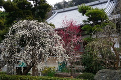 180226¾ïΩ»û¥·¥À¥ì¥¦¥á1