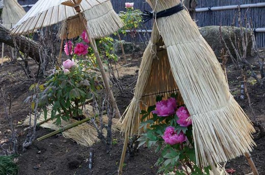 120108�ܤ����2