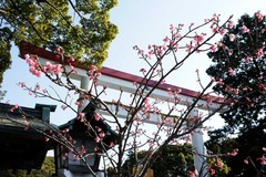 110129���ҵܥ���ҥ�����