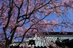 110413̯�ܻ������쥶����