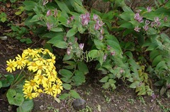 121113�������ĥ�֥�2