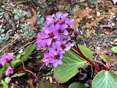 240217�繪���ҥޥ��業�Υ���