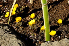 170212長谷寺フクジュソウ