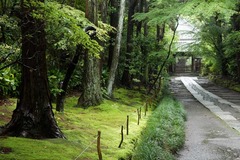 110528寿福寺新緑2