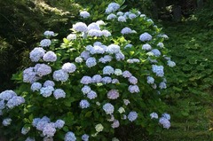 110629̯ËÜ»û¥¢¥¸¥µ¥¤2
