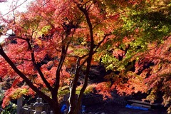 131127建長寺半憎坊紅葉3