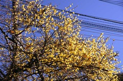 150118�̳��ҥ����Х�1