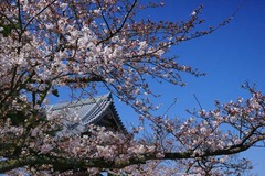 120405光明寺サクラ2