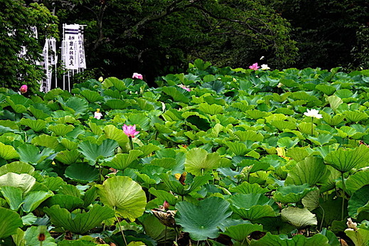 200716��ʿ�ӥϥ�2