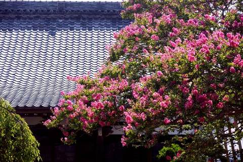 090816�ܶ������륹�٥�