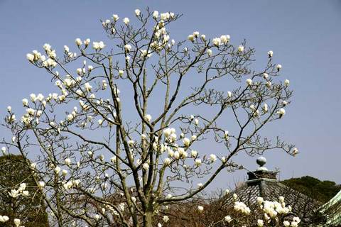 090318Ĺë���ϥ��⥯���