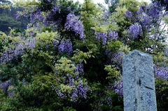 120503別願寺フジ