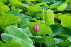 120706��ʿ�ӥϥ���