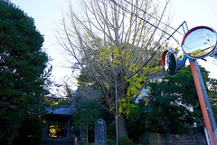 201123安国論寺イチョウ